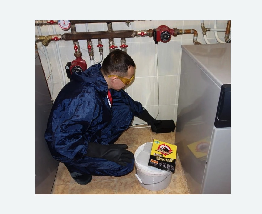 Уничтожение крыс Уничтожение крыс в Ступино